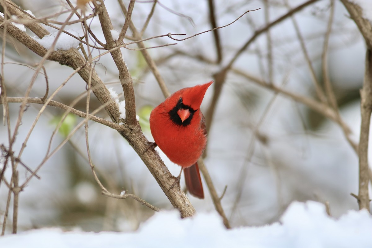 Northern Cardinal - ML646597712