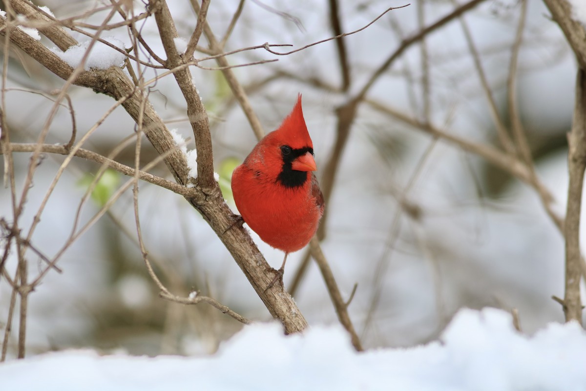 Northern Cardinal - ML646597713