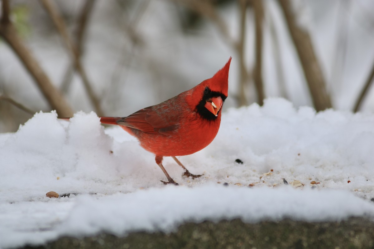 Northern Cardinal - ML646597714