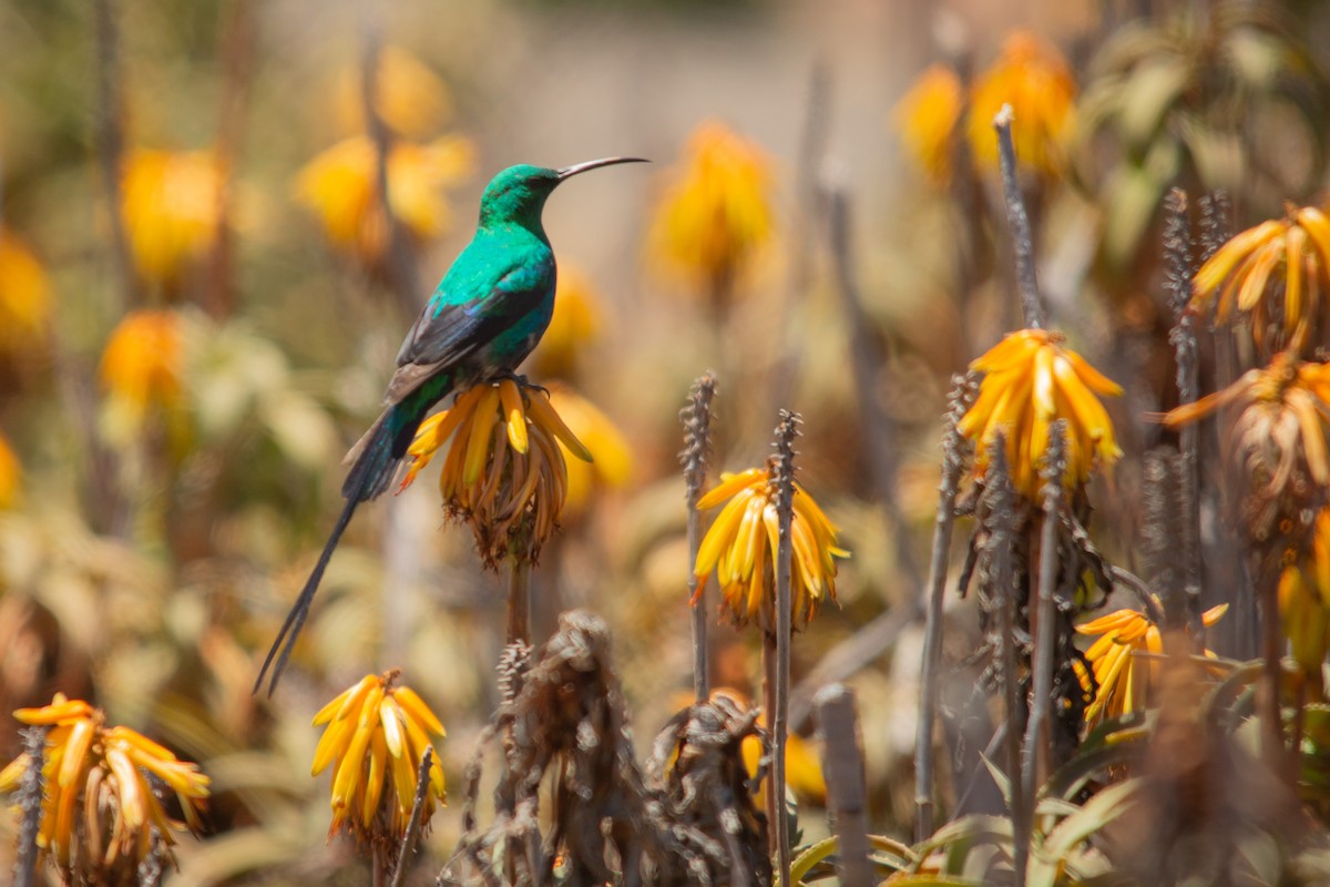 Malachite Sunbird - ML646597715