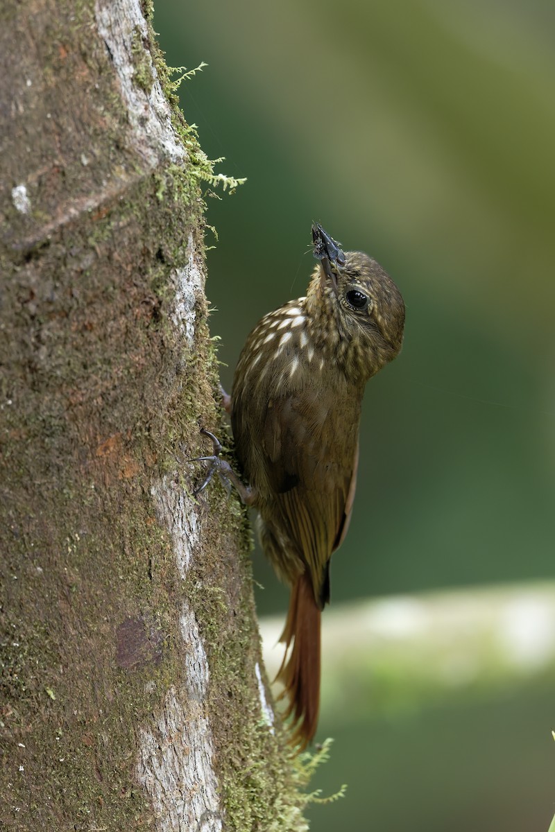 Wedge-billed Woodcreeper - ML646597717