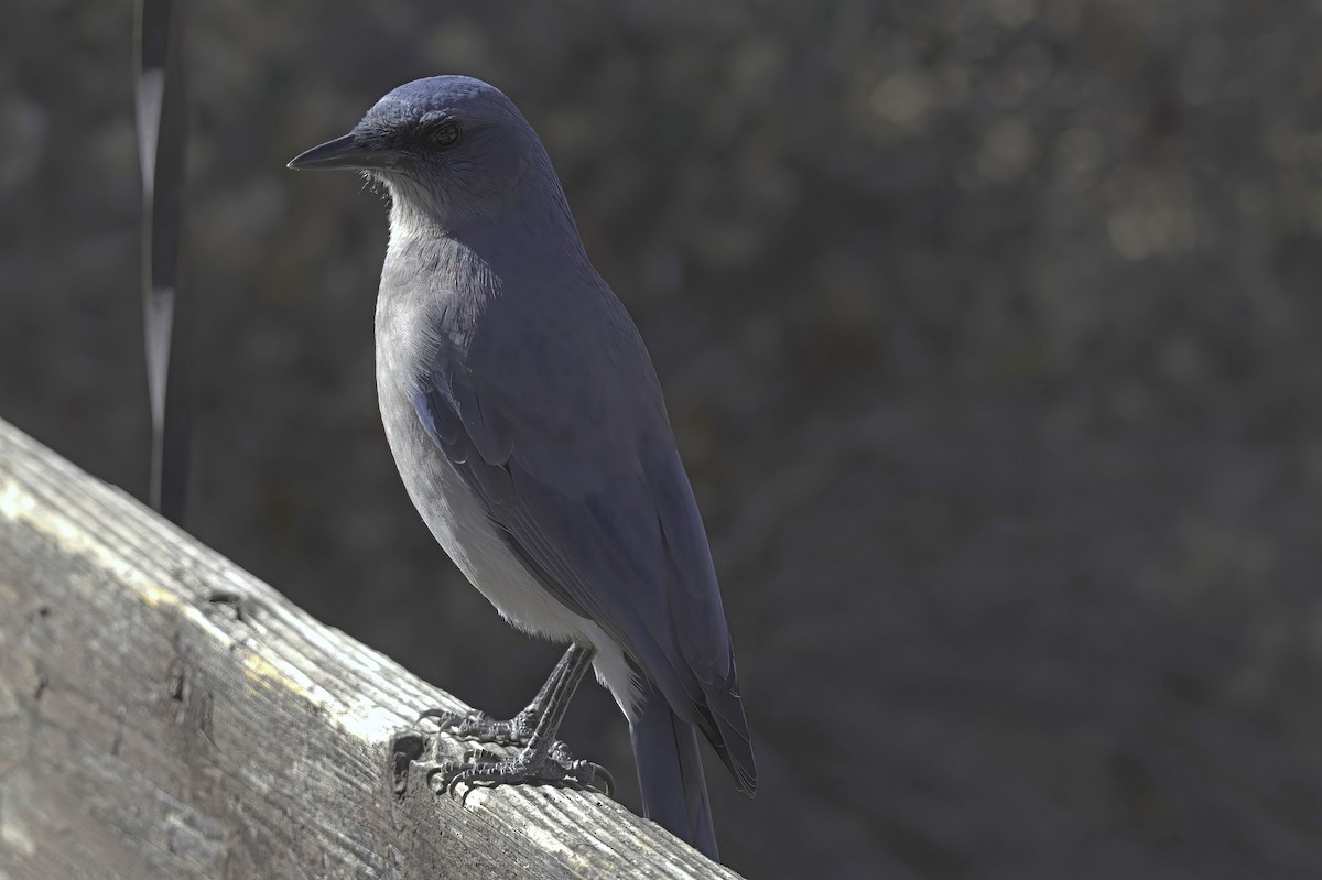 Mexican Jay - ML646597723