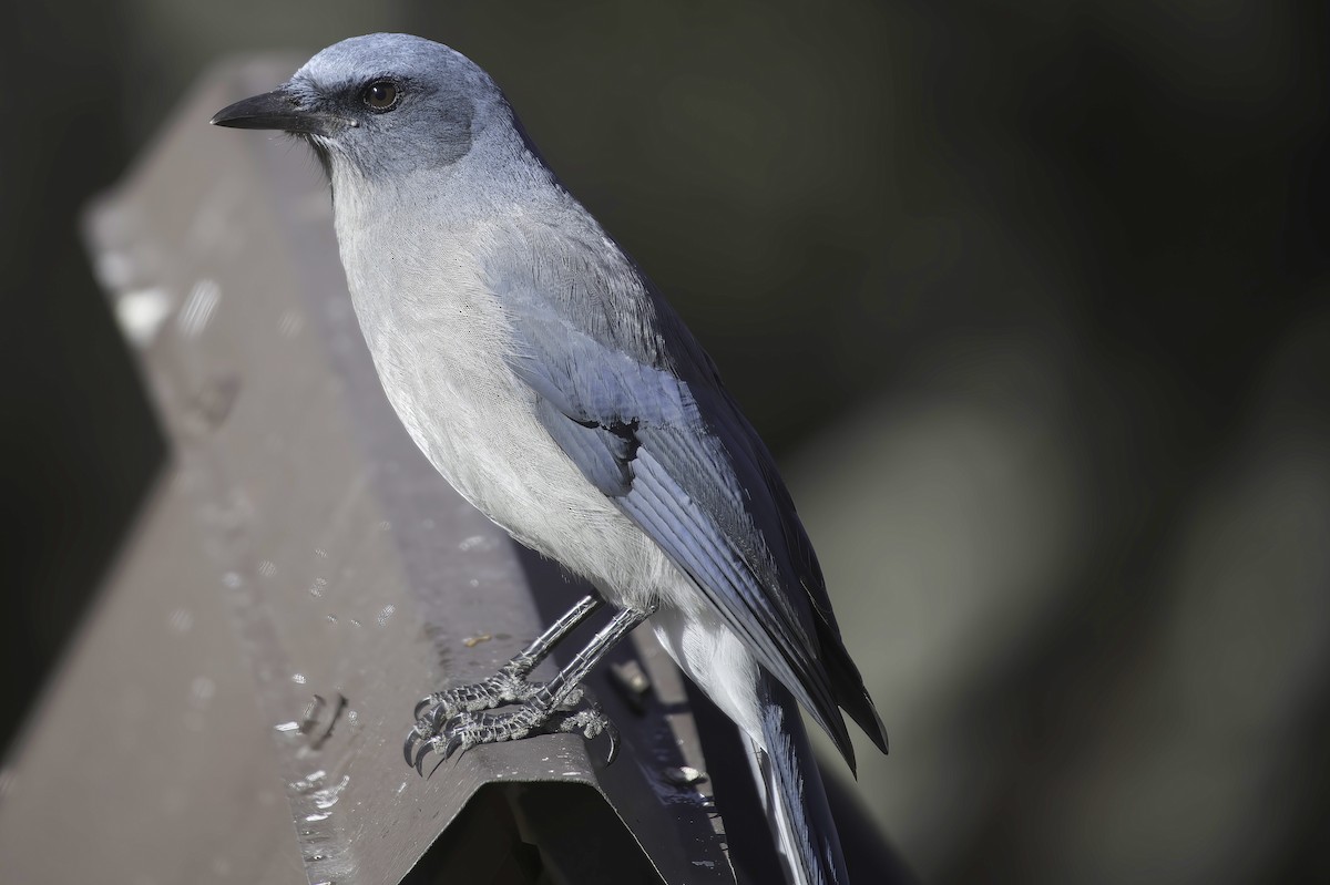 Mexican Jay - ML646597724