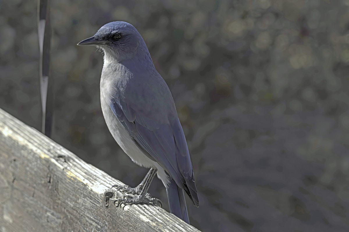 Mexican Jay - ML646597725