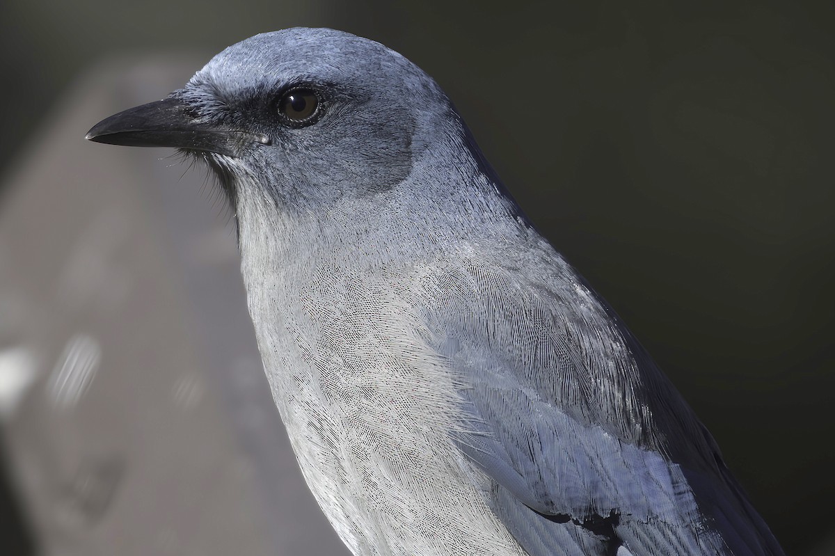 Mexican Jay - ML646597726