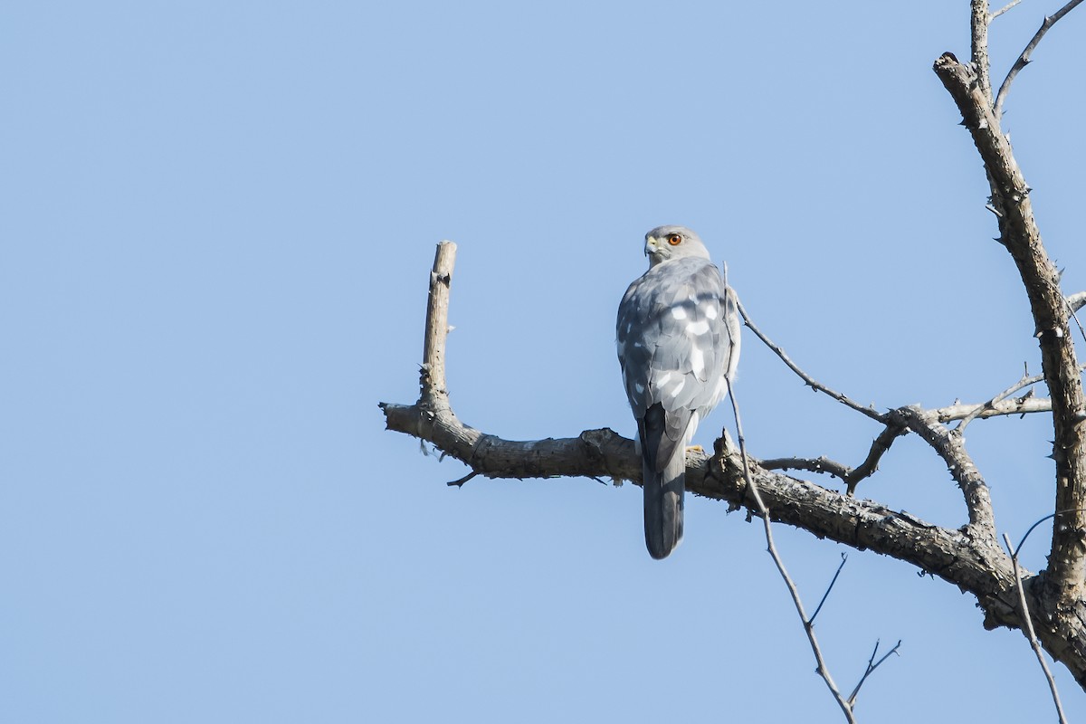 タカサゴダカ - ML646597728