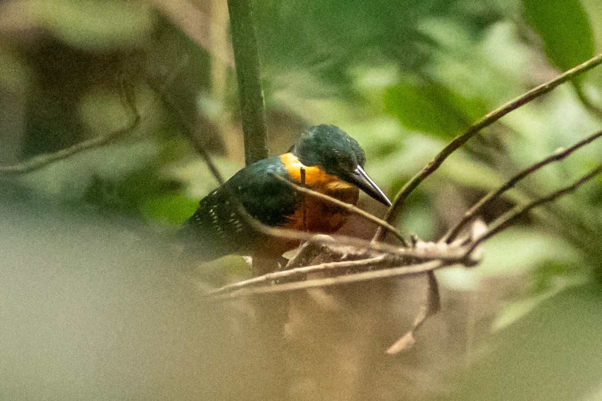 American Pygmy Kingfisher - ML646597729