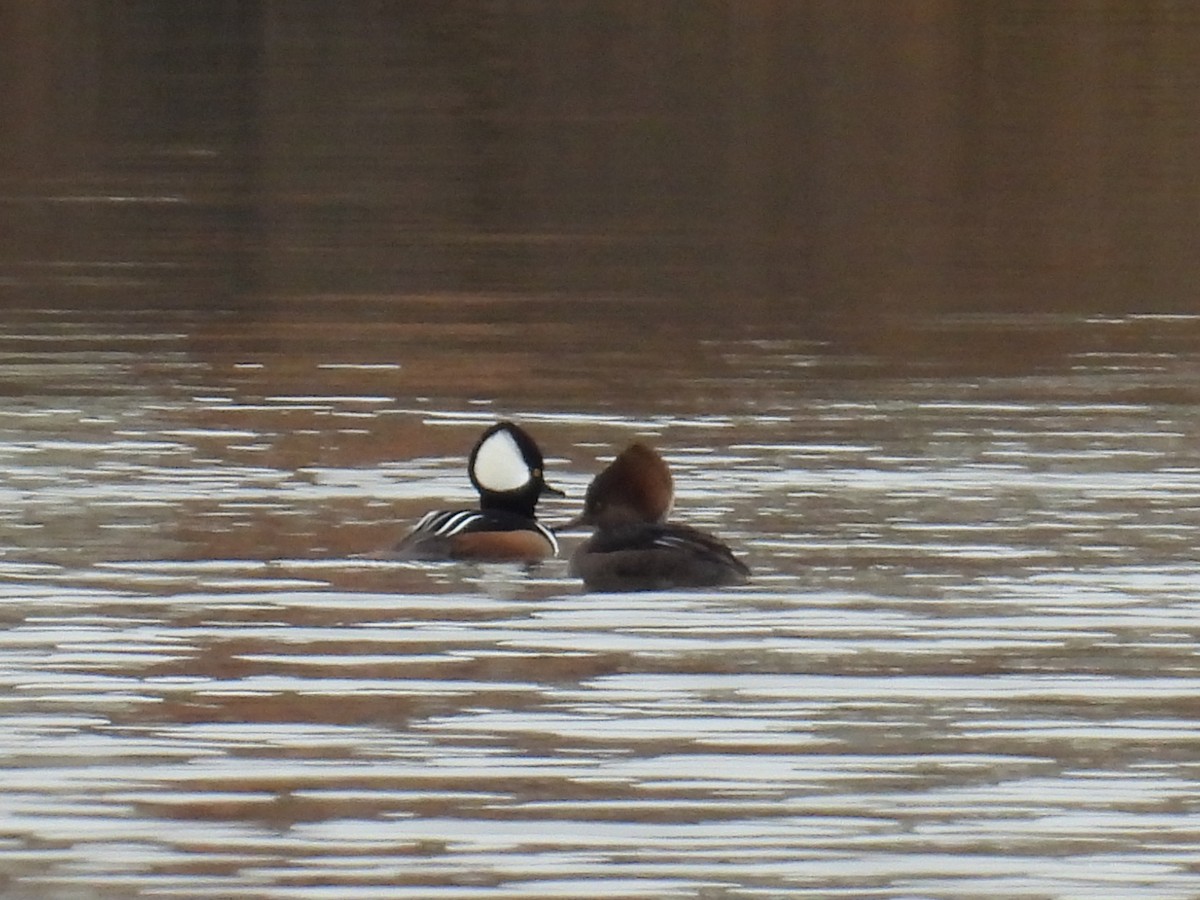 Hooded Merganser - ML646597730