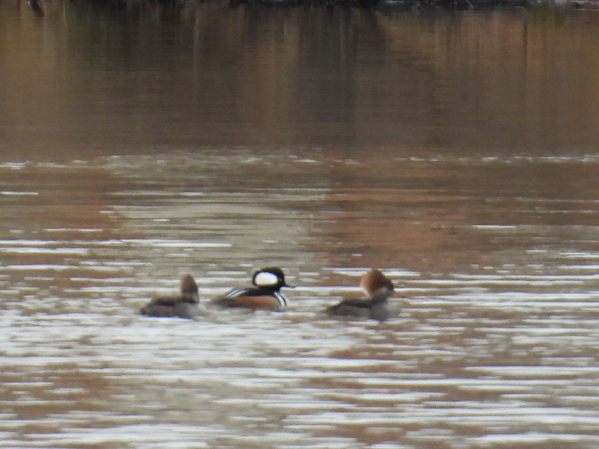 Hooded Merganser - ML646597733