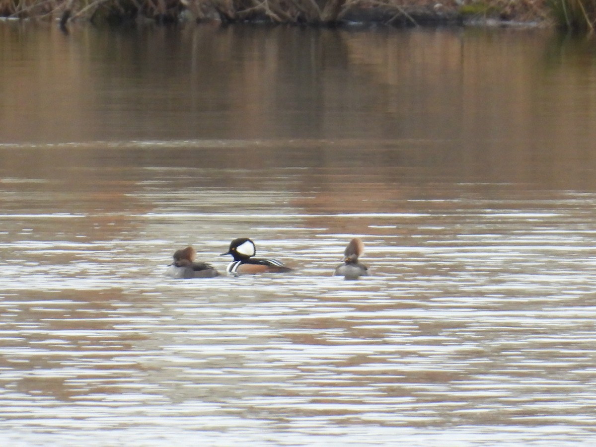 Hooded Merganser - ML646597734