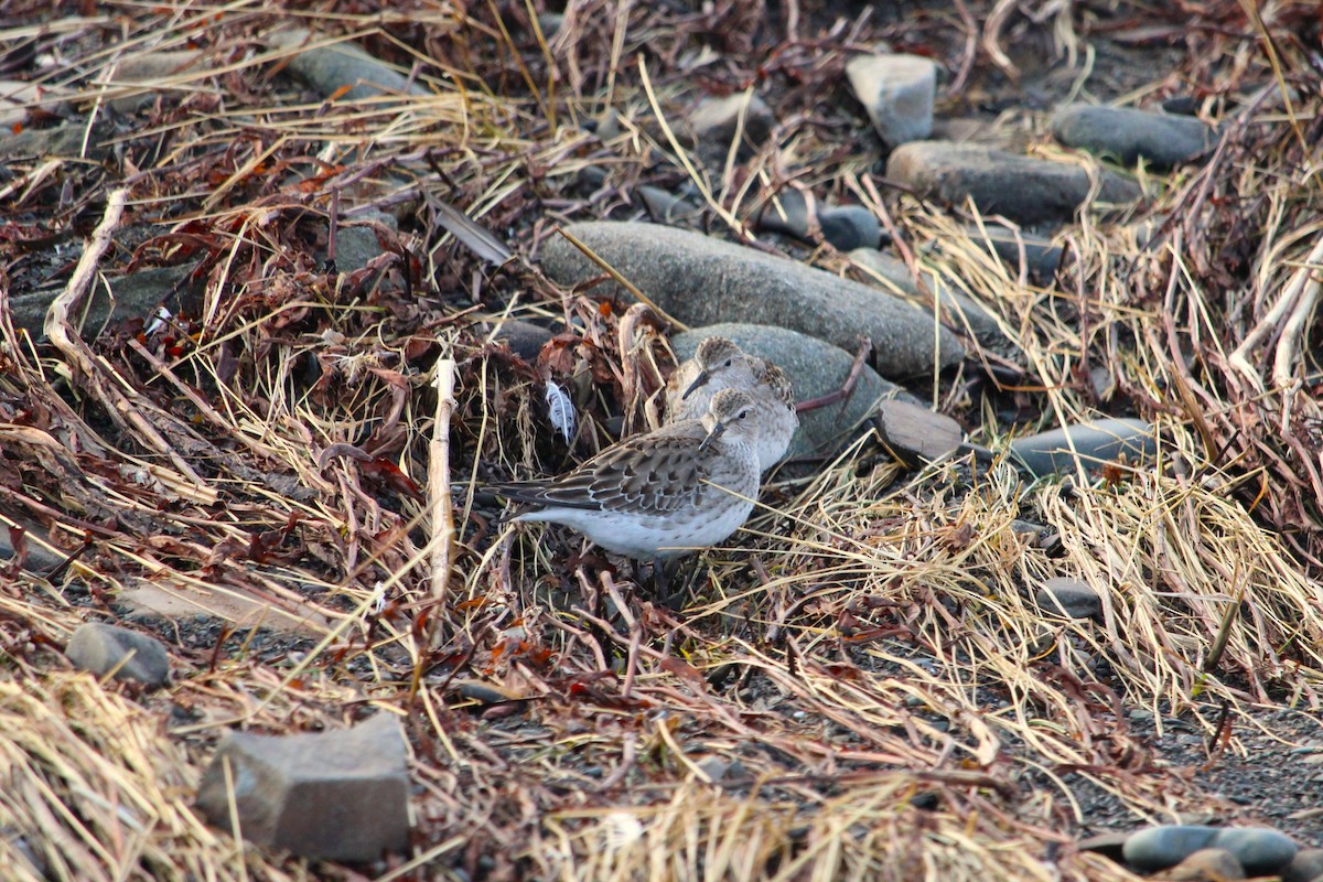 White-rumped Sandpiper - ML646597735