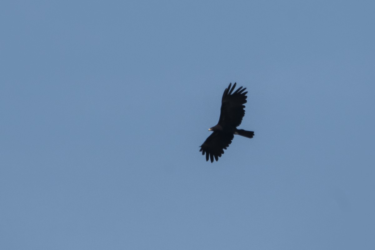 カザノワシ - ML646597736