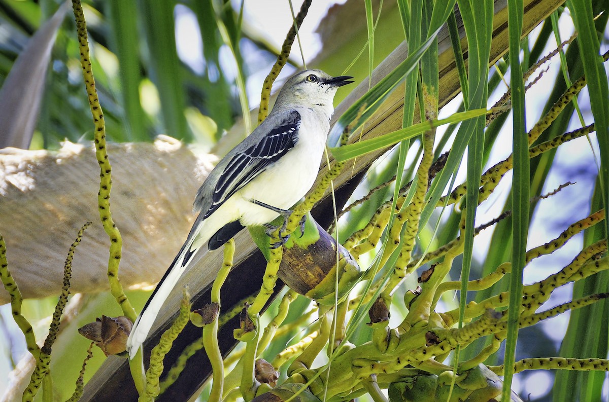 Tropical Mockingbird - ML646597740