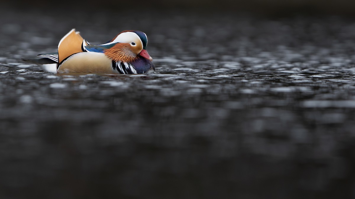 Mandarin Ördeği - ML646597745