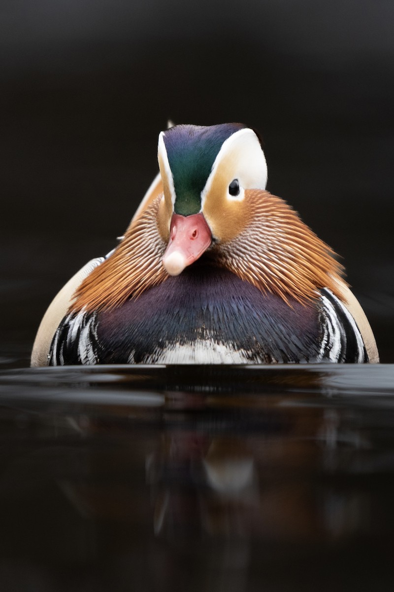 Mandarin Ördeği - ML646597746