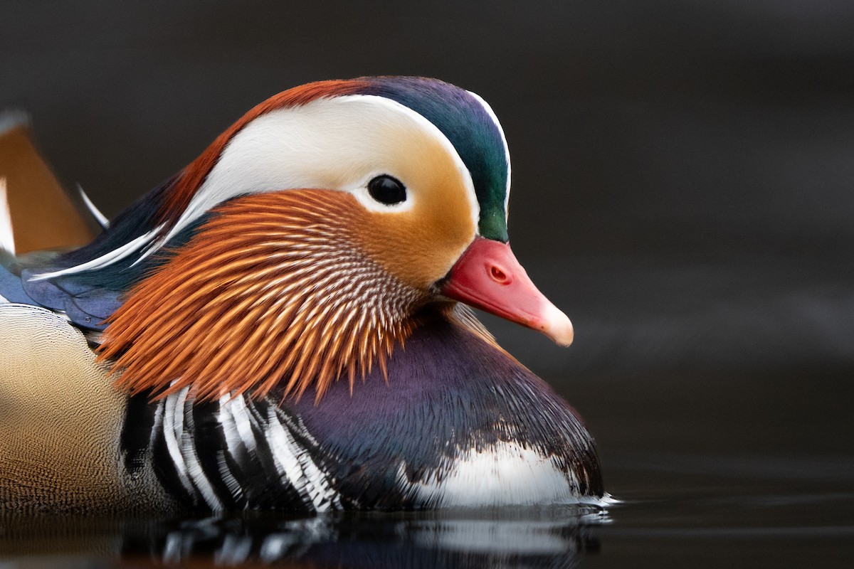 Mandarin Ördeği - ML646597747