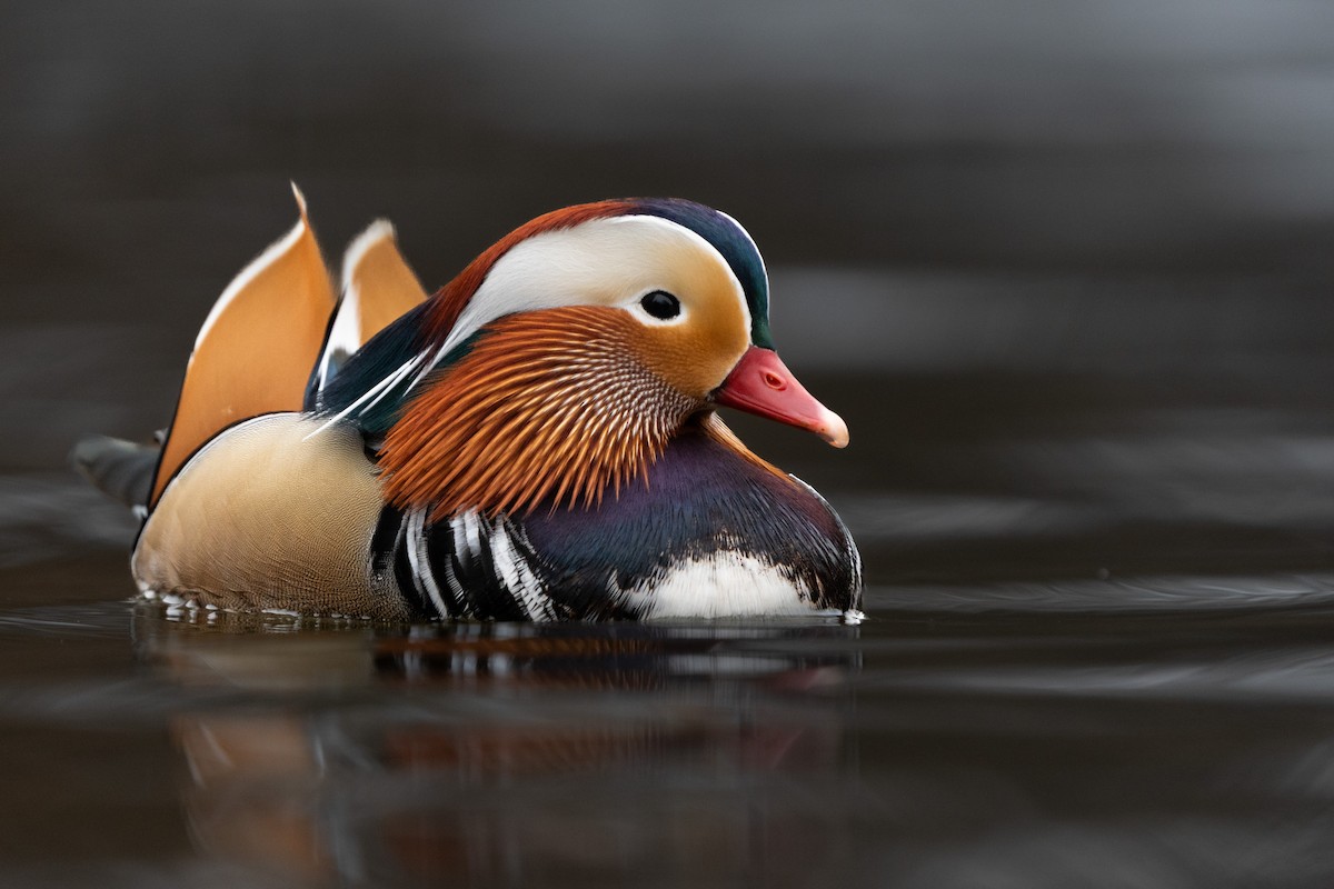 Mandarin Ördeği - ML646597748