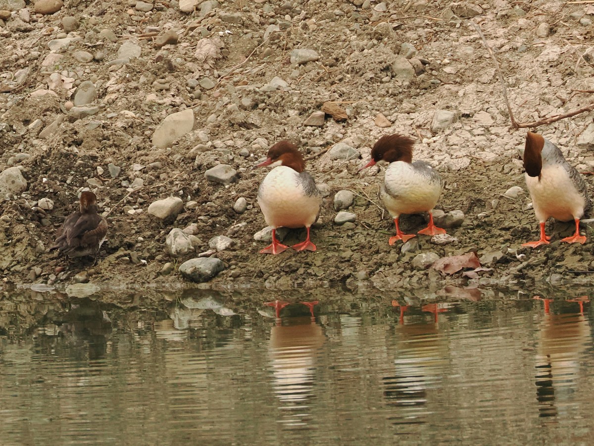 Common Merganser - ML646597750