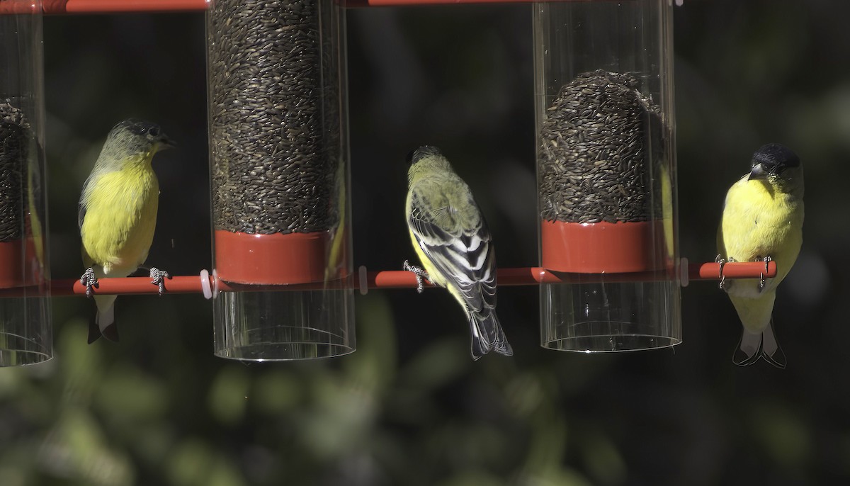 Lesser Goldfinch - ML646597753
