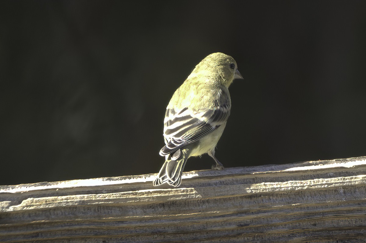 Lesser Goldfinch - ML646597754