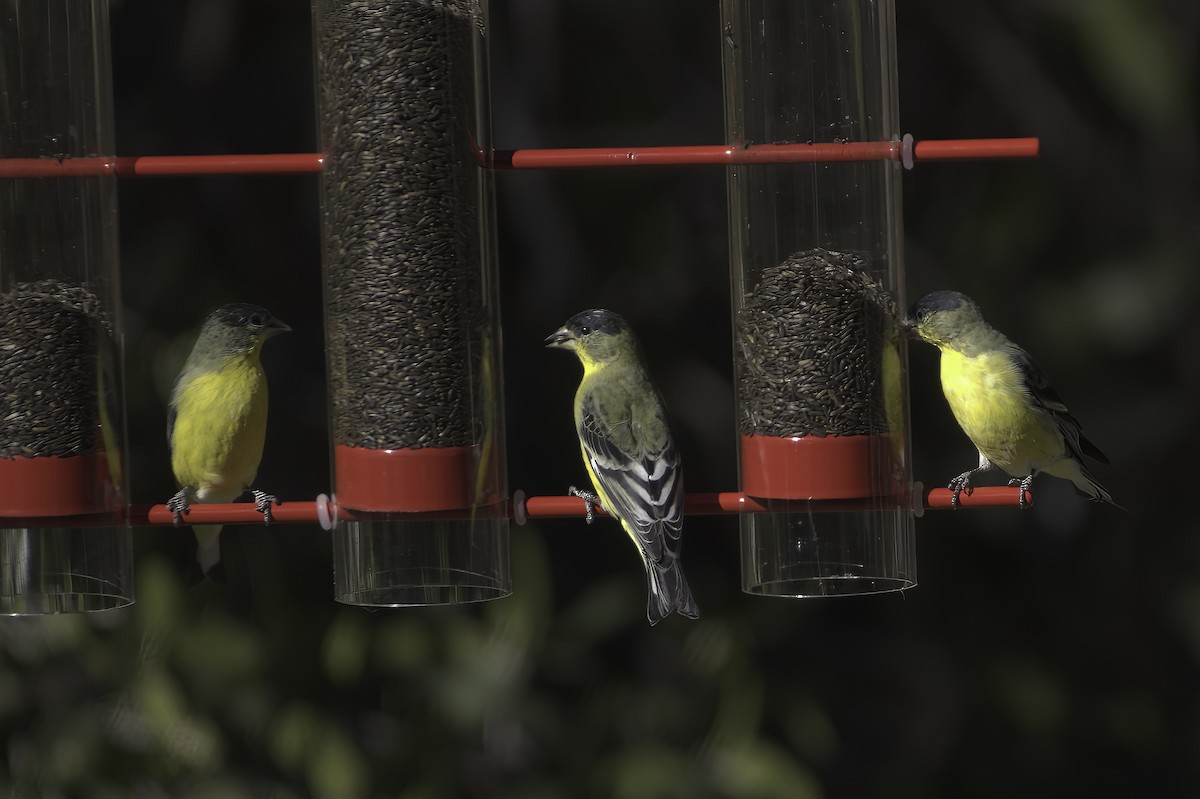Lesser Goldfinch - ML646597755