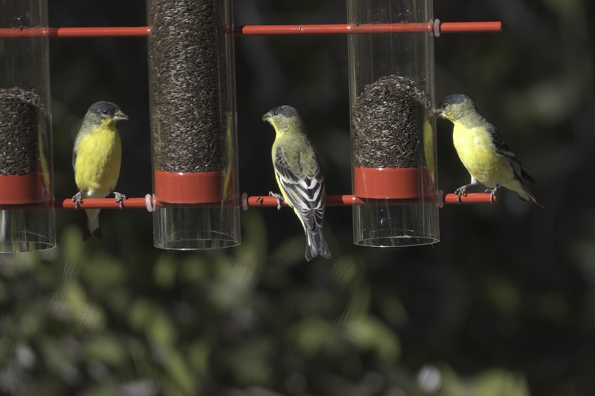 Lesser Goldfinch - ML646597756