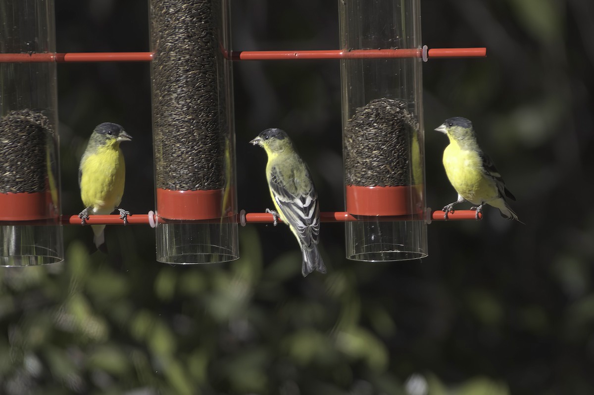 Lesser Goldfinch - ML646597757