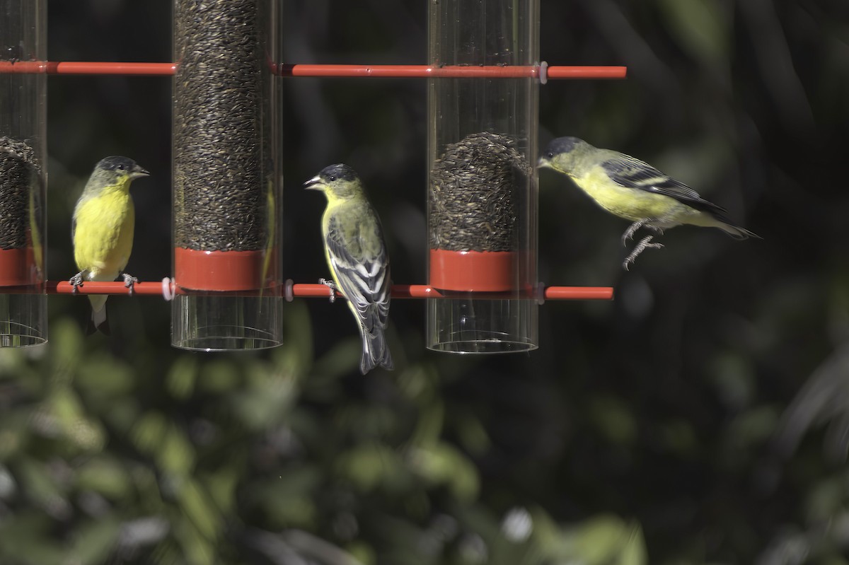 Lesser Goldfinch - ML646597758