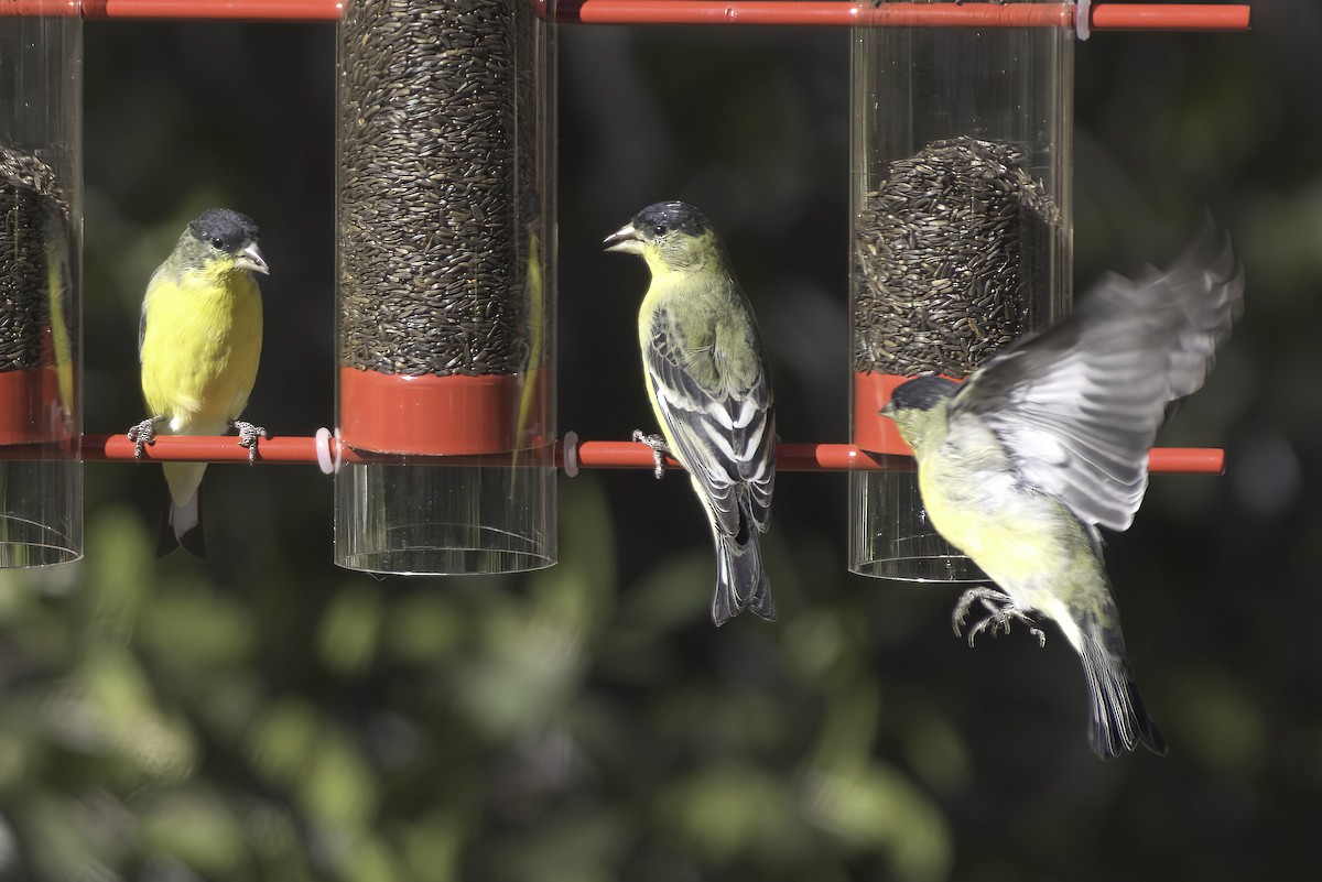 Lesser Goldfinch - ML646597759