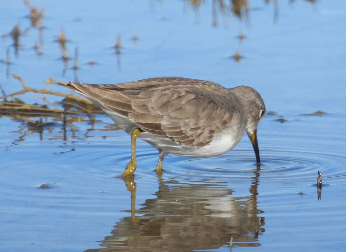 Temminck's Stint - ML646597760