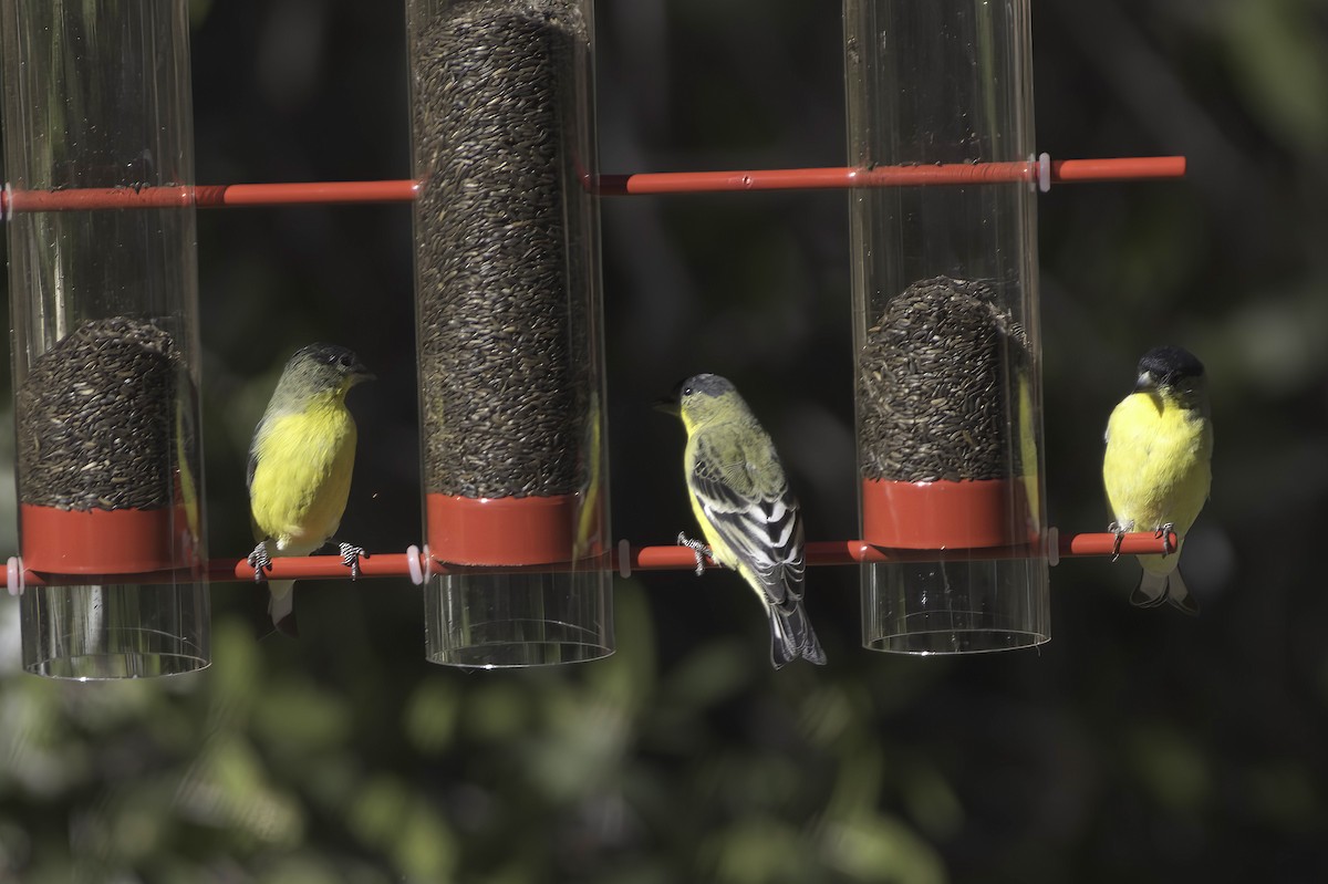 Lesser Goldfinch - ML646597761