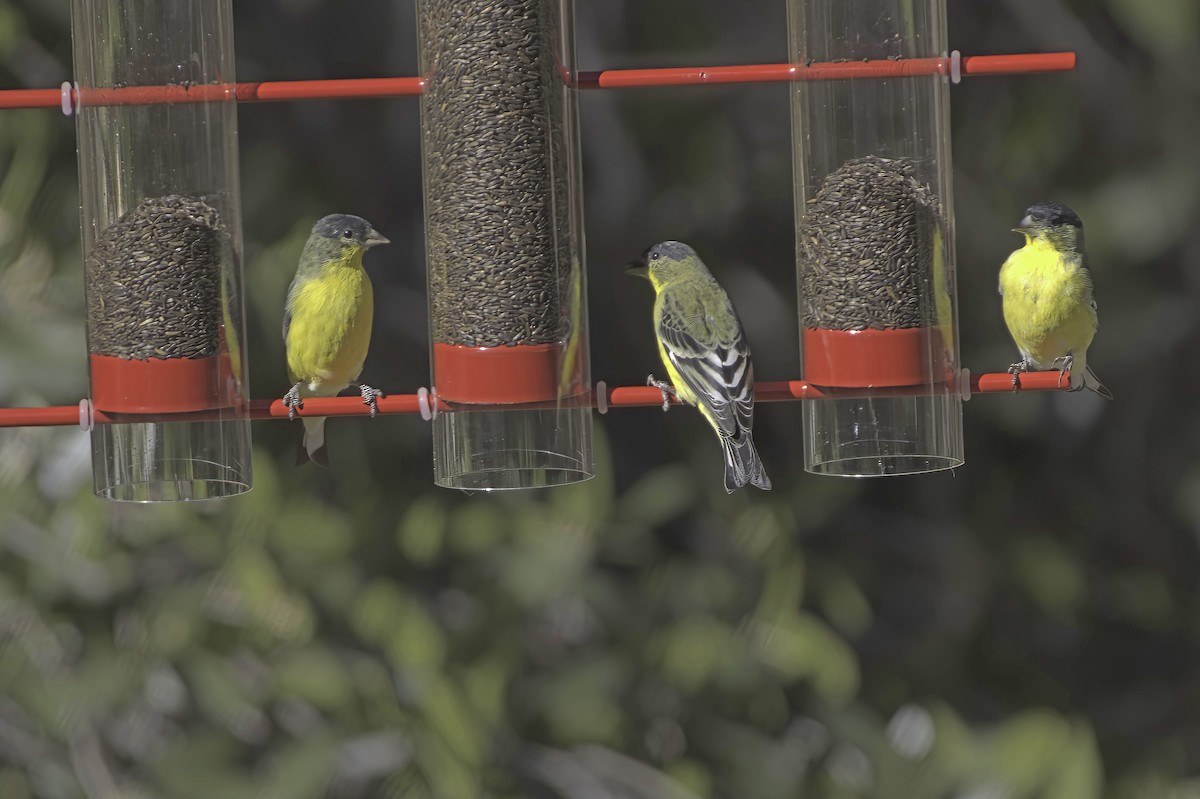 Lesser Goldfinch - ML646597762
