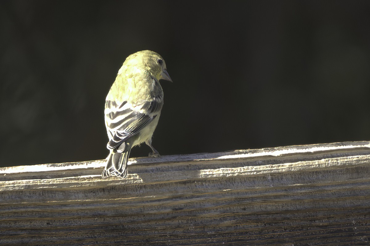 Lesser Goldfinch - ML646597763