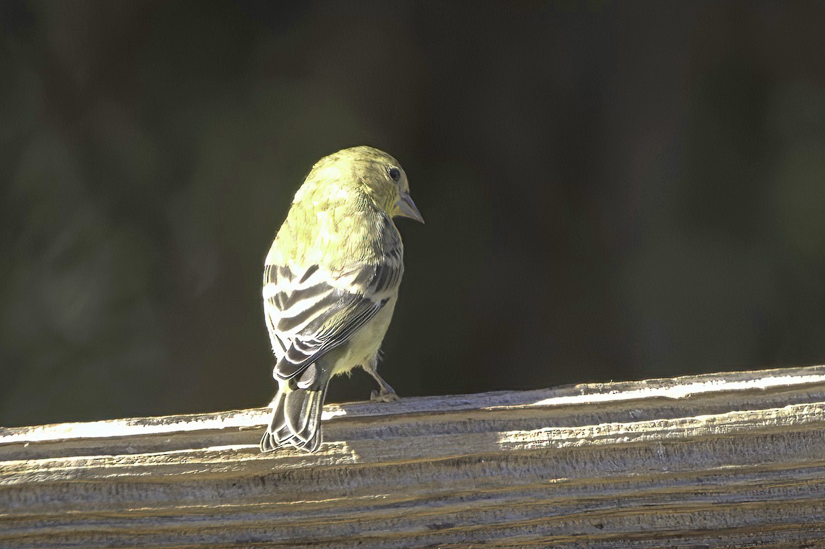 Lesser Goldfinch - ML646597764