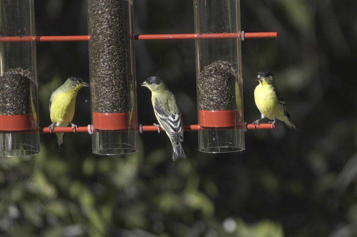 Lesser Goldfinch - ML646597765