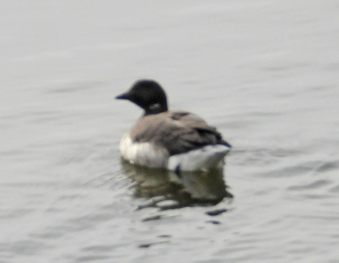 berneška tmavá (ssp. hrota) - ML646597766