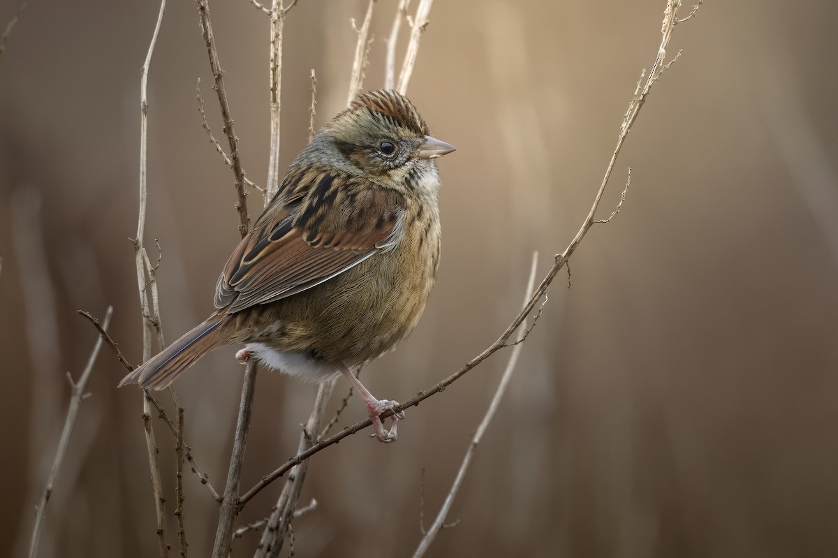 Bruant des marais - ML646597767