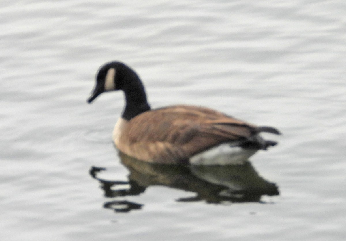 berneška velká - ML646597774