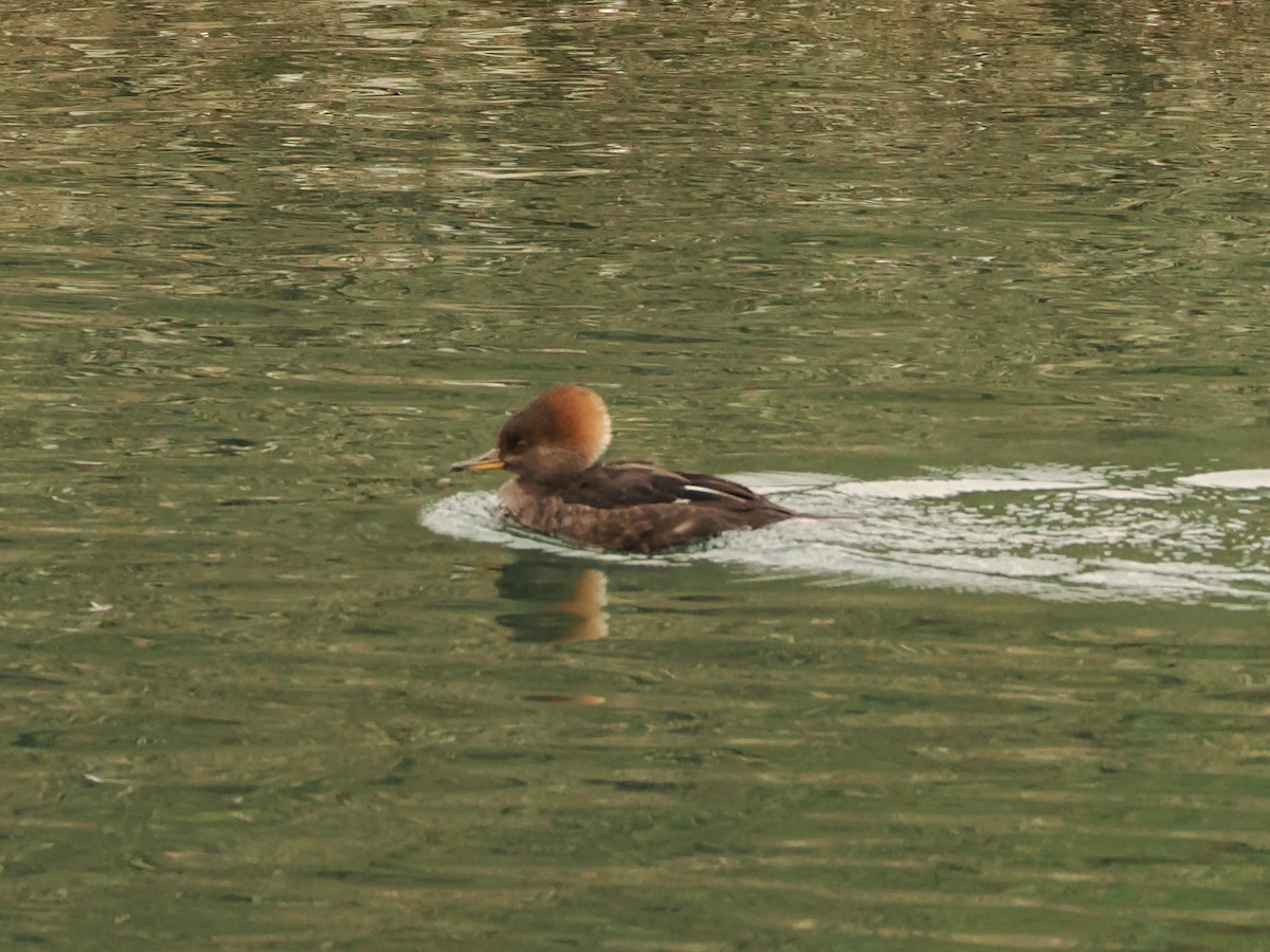 Hooded Merganser - ML646597775