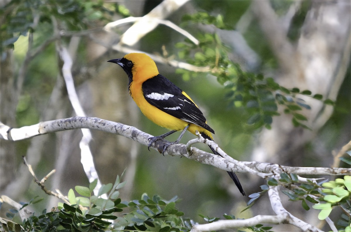 Hooded Oriole - ML646597778