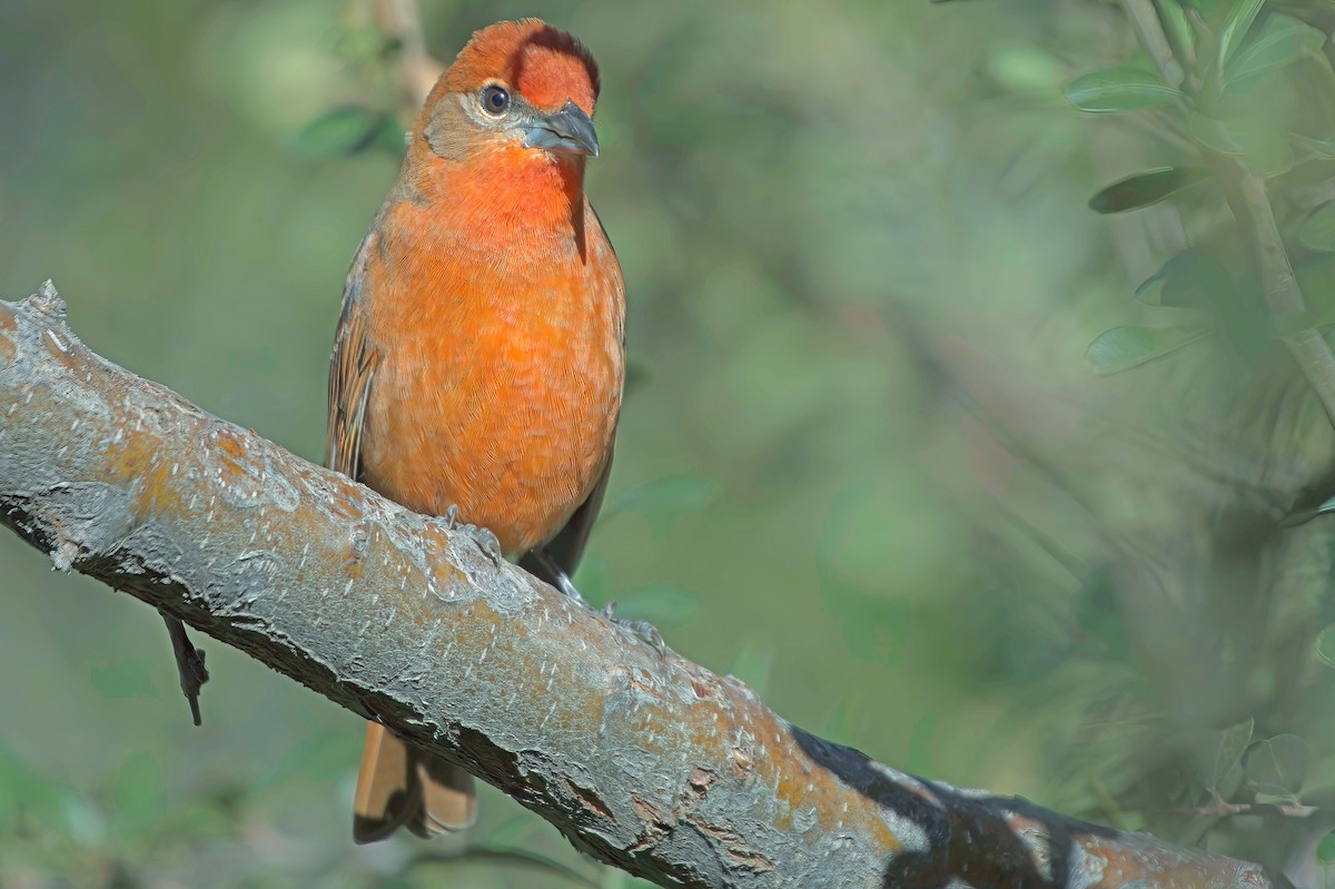 Hepatic Tanager - ML646597781