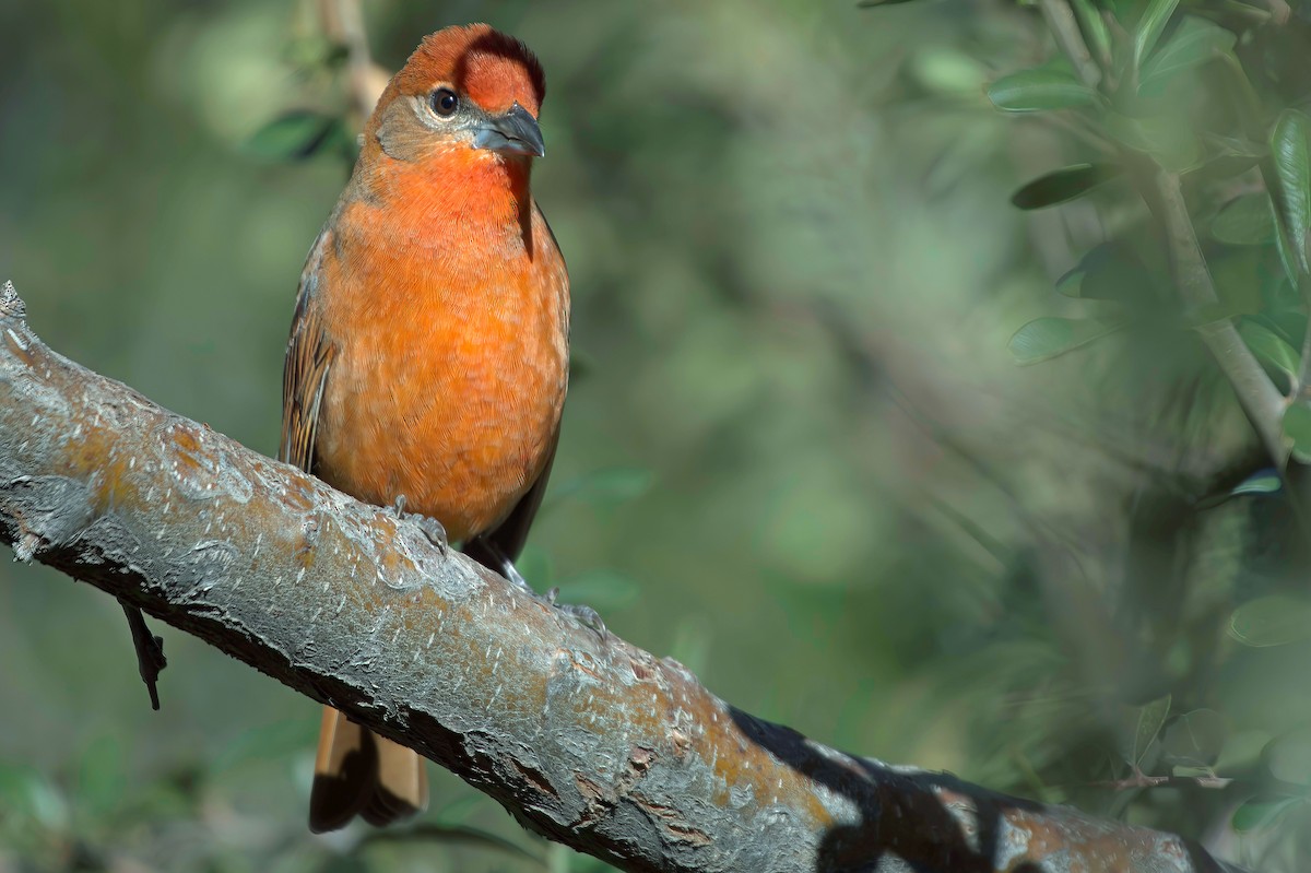 Hepatic Tanager - ML646597782