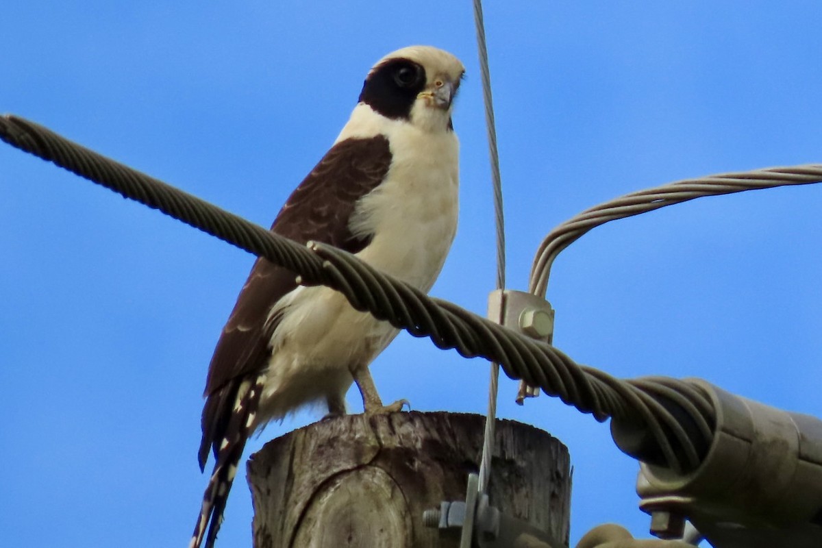 Laughing Falcon - ML646597783