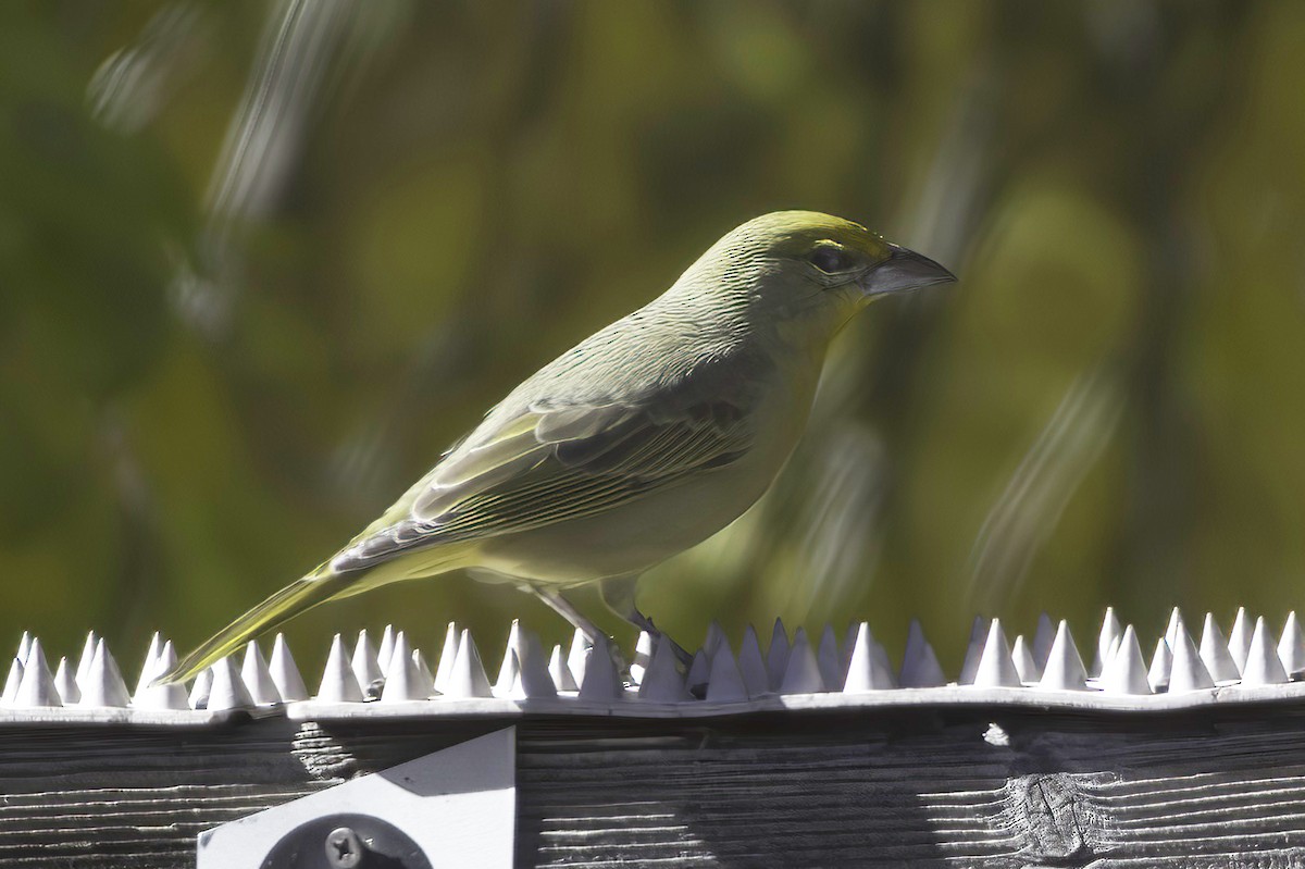 Hepatic Tanager - ML646597785