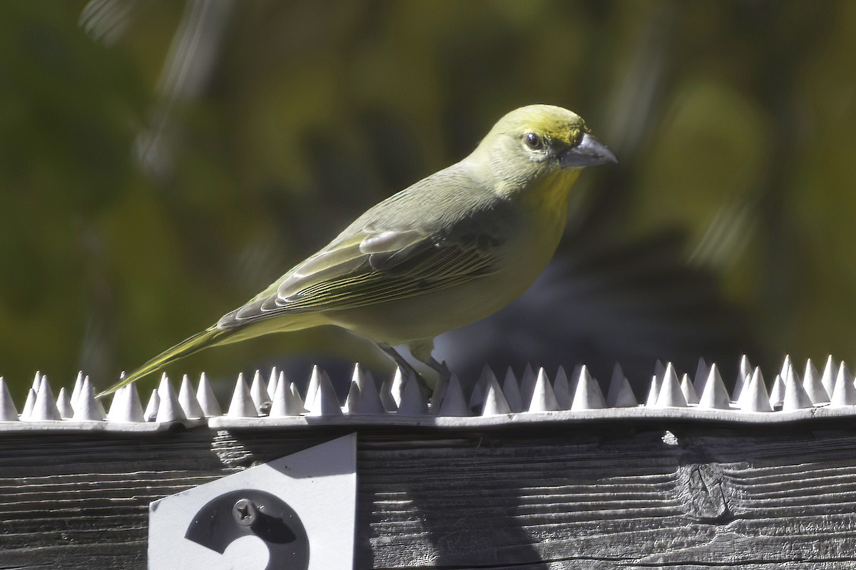 Hepatic Tanager - ML646597786