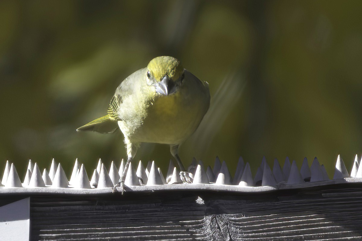 Hepatic Tanager - ML646597787