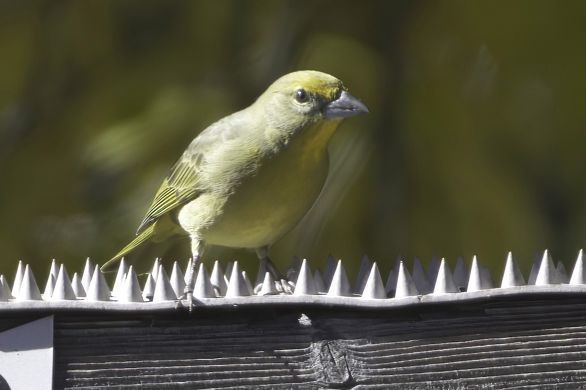 Hepatic Tanager - ML646597789