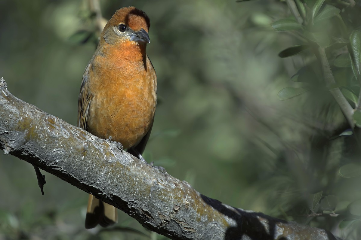 Hepatic Tanager - ML646597791