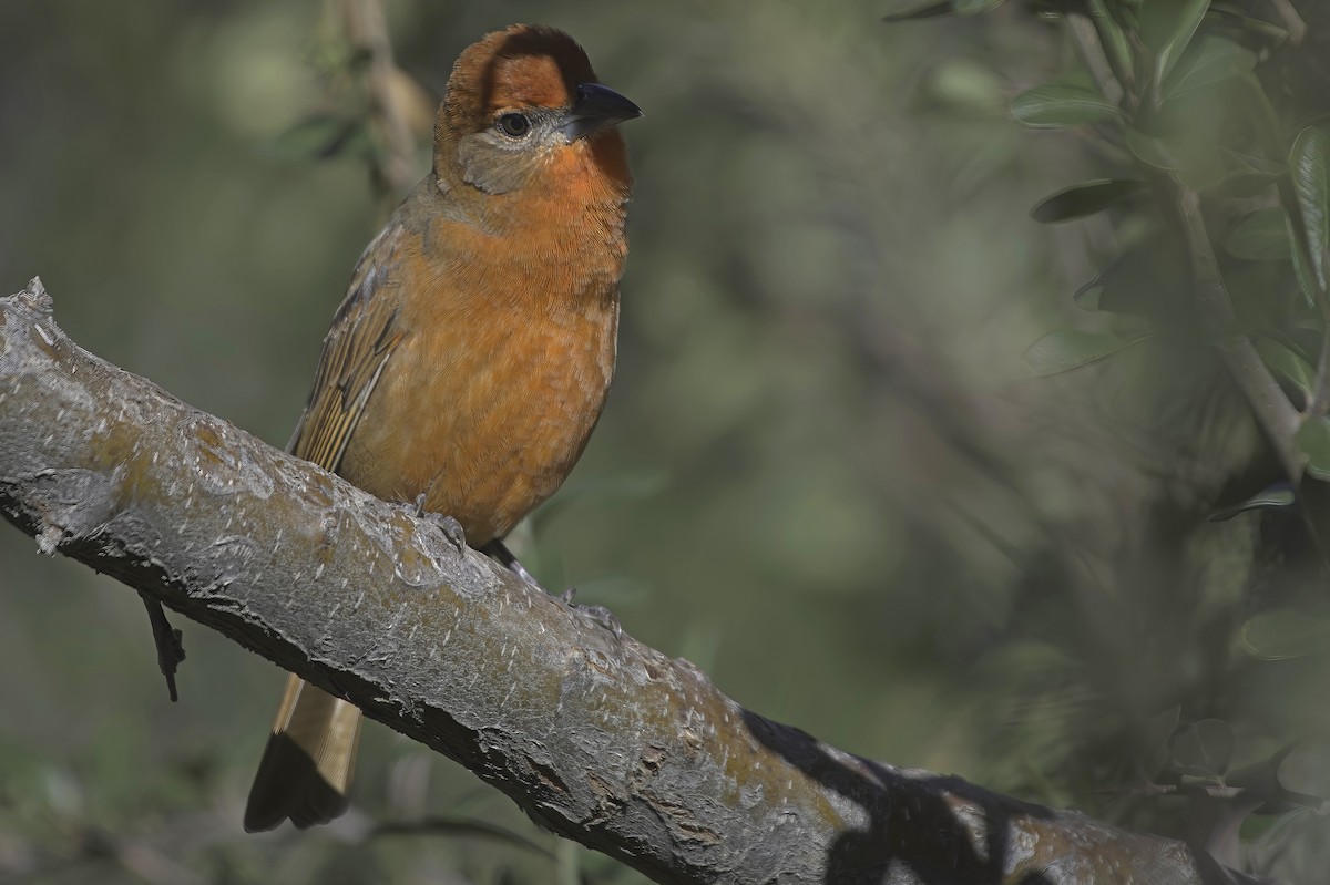 Hepatic Tanager - ML646597792