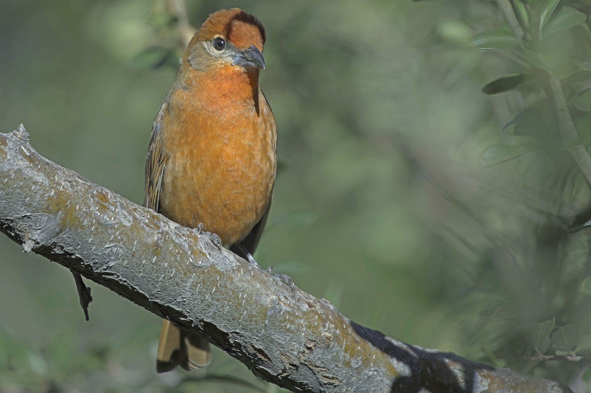 Hepatic Tanager - ML646597793